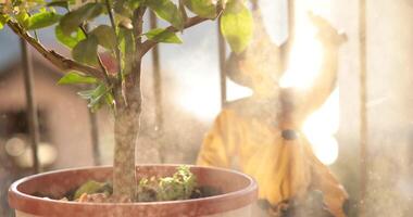 Watering spray over flower pot features a lively lemon tree alongside a cheerful decorative figure basking in the afternoon sunlight, adding charm to the balcony space. video
