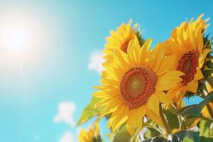 Sunflowers bloom joyfully, soaking in warm sunshine against a backdrop of a clear blue sky, creating a lively and cheerful atmosphere. photo