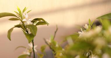 Lemon tree blooms with fresh white flowers, drawing in busy bees that flutter among the blossoms on a warm day. Nature thrives in this tranquil garden. Focus moves from background to foreground video