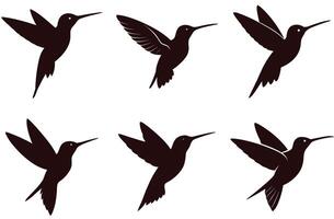 Four different hummingbirds in different positions vector