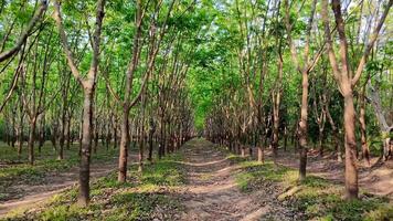 a lush green rubber tree plantation with a dirt path running through it. The sunlight filters through the dense canopy, creating a peaceful and natural atmosphere, agriculture, forestry video