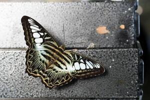 Light green brown swallowtail butterfly on table. photo