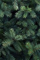 A close up of a fir tree with needles photo