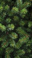 A close up of a fir tree with needles photo