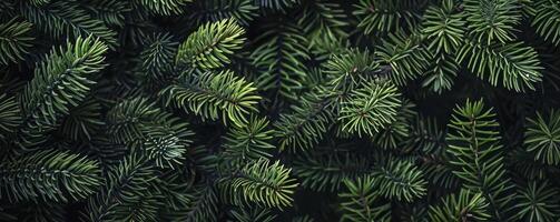 A close up of a green tree branch photo