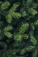 A close up of a christmas tree with green needles photo