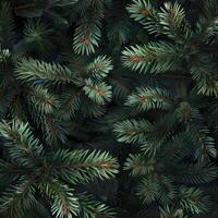 Christmas tree background with green needles photo