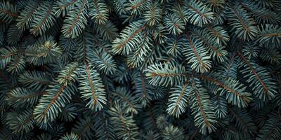 A close up of a fir tree with needles photo