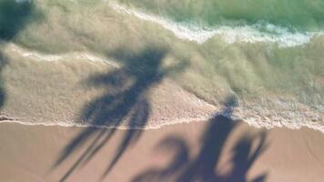 Aerial top down view of the minimalist silhouettes of palm tree shadows on a tropical beach in Punta Cana. The sandy shore is fringed with palms, leading to a clear turquoise ocean. video