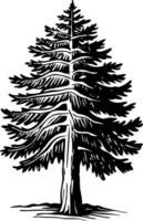 A vintage style illustration of cedar tree vector