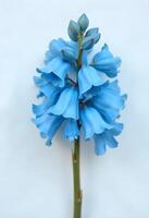 A blue flower is shown in front of a white background photo