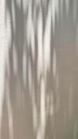 Abstract shadow black white palm leaf shadow on concrete wall Background, copy space. vertical video