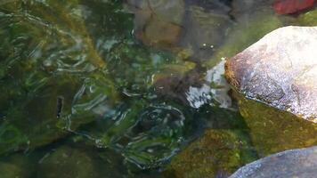 Cute and lovely Spiny Softshell Turtle in Sai Rung Waterfall Khao Lak Thailand. video