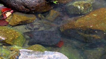 Spiny Softshell Turtle in Sai Rung Waterfall Khao Lak in Thailand. video