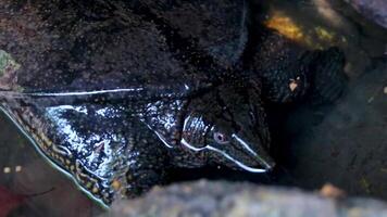 Spiny Softshell Turtle in Sai Rung Waterfall in Khao Lak of Thailand. video