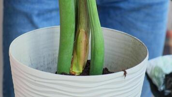 Man doing replant zamioculcas to new pot at home. Adding ground Pulling plant with roots from pot, close-up. Florist gardening at home. Leisure free time hobby video