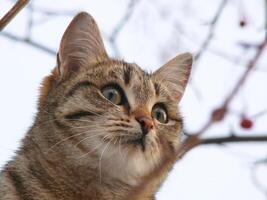 Cat sitting on a tree, portrait of a cat photo