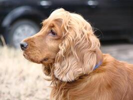 Red English Cocker Spaniel, portrait, side view photo