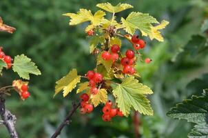 Red currant on a branch photo