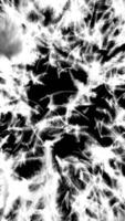 Falling feathers transition isolated background video