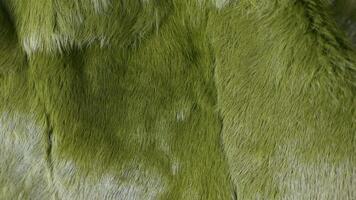 Green fur displaying rich, intricate textures and subtle color gradations, revealing natural patterns with deep visual complexity and sensory depth video