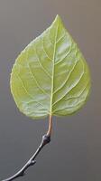 Unique Green Leaf Showcasing Intricate Texture and Vibrant Color Against a Simple Background photo