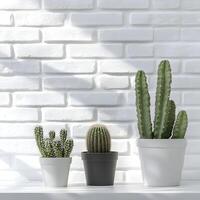 Cactus and succulents in a pot on a white brick wall with shadows. Succulents in pots with copy space. photo