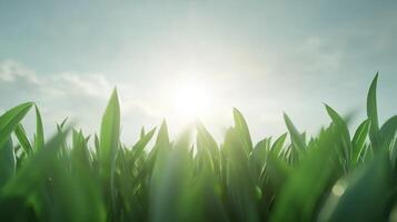 Close-up of vibrant green grass blades glowing under the morning sun, symbolizing freshness and renewal in a natural setting. photo