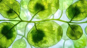 Close-up of vibrant green leaves with sunlight filtering through, creating a natural pattern and highlighting intricate vein structures. photo