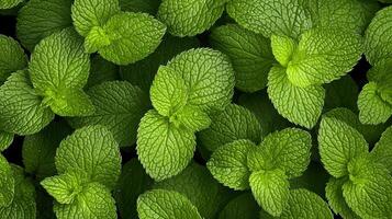 Close-up view of vibrant green mint leaves, showcasing their rich texture and refreshing appearance. photo