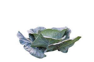 Cut out of cabbage plant with clipping path on white background. Detailed clipping paths for easy editing and using in design projects presentations or educational materials. photo