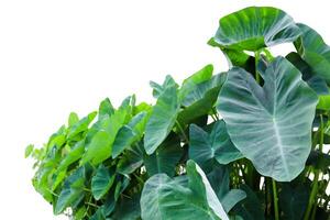 A group of taro plants isolated on a white background, emphasizing their lush green foliage. photo