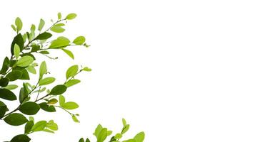 A cut out of Ficus benjamina leaves with clipping paths on a white background. The detailed structure and lush foliage are highlighted, emphasizing the tree's natural beauty and form. photo