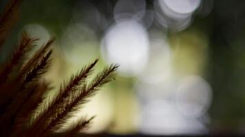 Blurred dried grass flowers on blurred bokeh background copy space photo