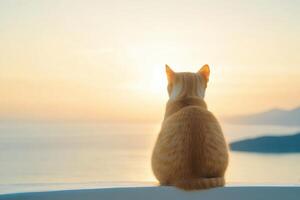 Ginger cat sits in silhouette enjoying the colorful sunrise over ocean and distant landmass photo