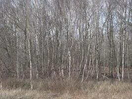 Winter silver birch trees in a wood photo