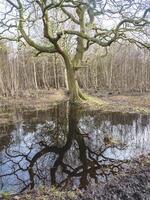 Bare tree reflected in a puddle in a wood photo