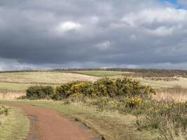 Flowering gorse and fields below a grey cloudy sky photo