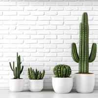 Cactus and succulents in a pot on a white brick wall. four Succulents in pots with copy space. photo