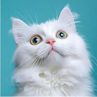 White happy fluffy cat with big yellow eyes on blue background. photo