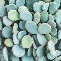 Succulent close up macro green shoot background. Succulent background. photo