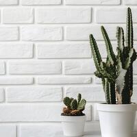 two Cactus and succulents in a pot on a white brick wall. Succulents in pots with copy space. photo