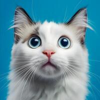 White fluffy cat with big blue eyes on a blue background. photo