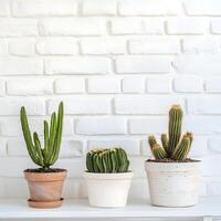 Cactus in a pot on a white brick wall. Succulents in pots with copy space. photo