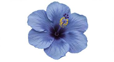 A blue flower with yellow center on a white background photo
