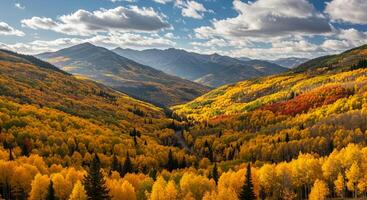 Colorado aspen trees in autumn photo