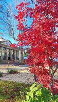 red maple leaves in the background of the building and parkways. photo