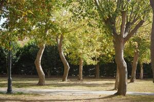 Serene park with trees basking in autumn sunlight during daytime photo