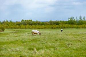 A cow grazing in a field with trees in the background photo