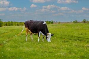 A cow grazing in a field with a blue sky photo